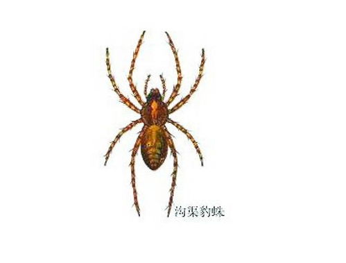 (彩色蜘蛛名字)探寻传奇蜘蛛：世界上有哪些具有传奇色彩的蜘蛛品种？